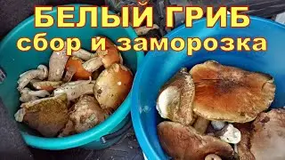 БЕЛЫЕ ГРИБЫ сбор и заморозка на зиму