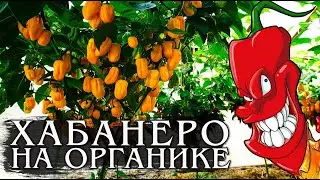 Перец Хабанеро. Выращиваем на органике!