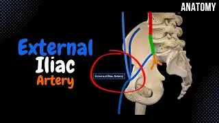 External Iliac Artery (EASY scheme) Course + Branches