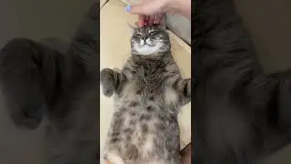 Про большую любовь к коту 😻 