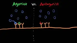 The Difference Between Agonists vs. Antagonists