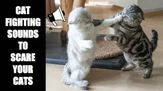 Cat Fighting Sounds to Scare Cats #10