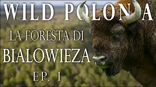 Fotografia naturalistica a Białowieża | Wild Polonia EP.1/2 | 4K