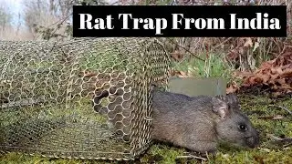 A Cage Rat Trap From India.  Catch & Release Huge Pack Rat /  Wood Rat