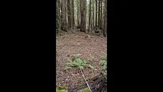 ASMR - Wandering the Forest with Bodhi Dog