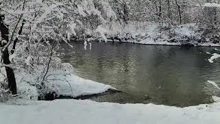 Лабинский лес зимой.