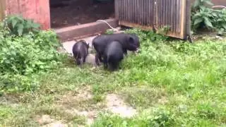 Вьетнамские свинья. Быт.