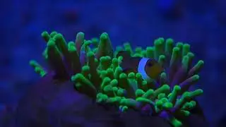 Dark Seas ; Corals Glow at Night [part1] (2020)  HD