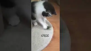 Why Do Cats Move Things Around?🐈🤣