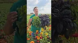Какой базилик посеять. Очень ароматный базилик!