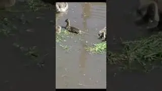 Первый раз выпуск гусят в стадо: общий купание в воде.