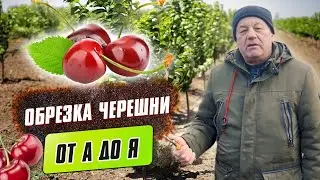 Обрезка черешни от А до Я. Особенности обрезки и формировки кроны черешни.