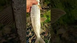Живое серебро Якутии - сиг. Рыбалка на спиннинг на горной реке. 