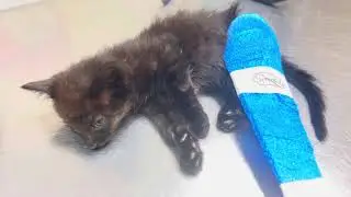 FERAL KITTEN GETTING A SECOND CHANCE AT NOT BEING FOOD