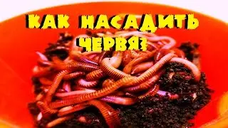 Как насадить червя на крючек? Эффективные способы.