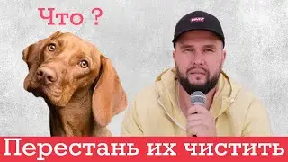 Воспаление параанальных желез у собаки