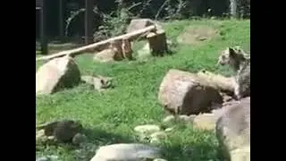 Mama snow leopard acting scared when little hunter tries to sneak up on her.