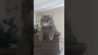 Я ВЫСОКО СИЖУ ,Я ДАЛЕКУ ГЛЯЖУ ! КОТ КУЗЬМИЧ НА ПОСТУ !