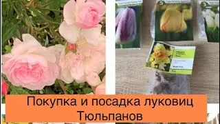 Что посадить осенью. 🍁🍁🍁Покупка и Обзор Тюльпанов 🌷🌷🌷Посадка луковиц 🌼 Нарциссы.