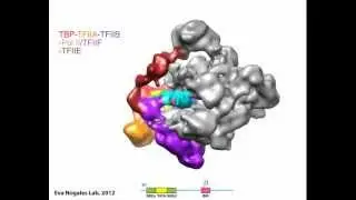 cryo-electron microscopy