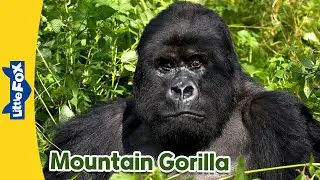 Meet the Animals  | Mountain Gorilla | Wild Animals | Little Fox | Stories for Kindergarten