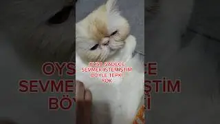 BÖYLE TEPKİ YOK HİÇ BEKLEMİYORDUM 😭🤣 15 Yaşındaki İran Kedisi #cat#keşfet#hayvan