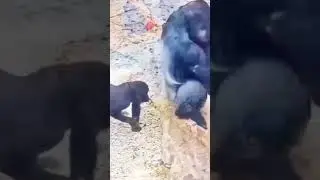 Бибизяны