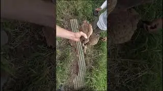 GIANT Toads Found Hiding Under Tin!