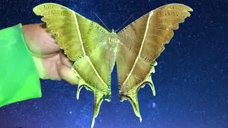 Huge Moths found: Moth Trapping in Laos again!  / Insect Light Trap Laos (Cambodia & Laos Se1)