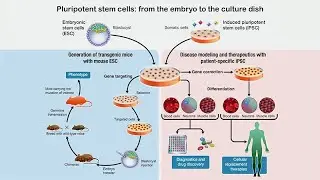 Understanding Human Pluripotent Stem Cell States and Their Applications with Thorold Theunissen