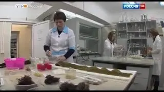 О пользе водорослей