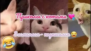 Приколы с котами  2023 😂❤ Засмеялся - подписался #приколы