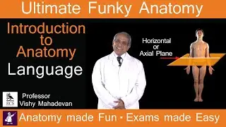 Introduction to the Language of Anatomy - Perfect for Beginners