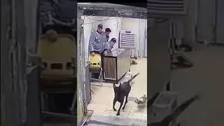 Tha Dog attacks People. He bites one 😮