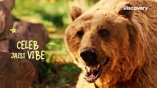 Meet the Bear-y Legends of 'Vantara ke Superstars' | Discovery Channel India