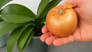 Just 1 onion and your orchids will bloom all year round