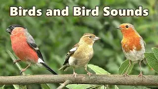 Extremely Satisfying Videos of Birds and Bird Sounds ⭐ 8 HOURS ⭐