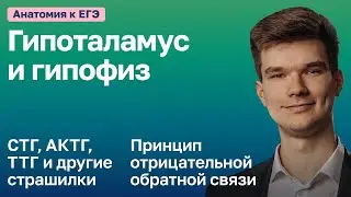 6.81. Гипоталамо-гипофизарная система | Анатомия к ЕГЭ | Георгий Мишуровский