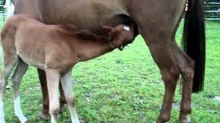 Caspian mare and her son