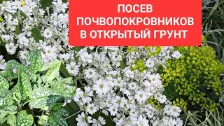 ПОСЕВ ПОЧВОПОКРОВНИКОВ В ОТКРЫТЫЙ ГРУНТ.  САМЫЙ ПРОСТОЙ И ЛЁГКИЙ СПОСОБ ВЫРАСТИТЬ МНОГОЛЕТНИКИ.