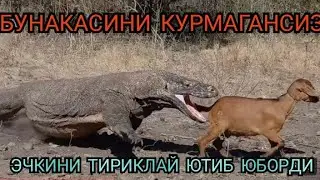 Бу махлук эчкини Нима килди Комодо эчкемари овда