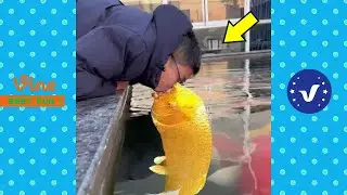 Funny & Hilarious Video People's Happy Life #12 😂 Try Not To Laugh Funny Videos 2024