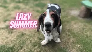 Hot lazy Basset Hound - Sherlock the Basset