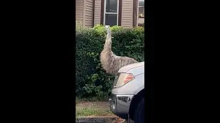 Rogue emu spotted wandering around suburban USA