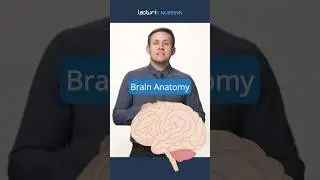 🧠 Discover Key Brain Areas #BrainFunctions #NeuroscienceEducation #NCLEX