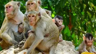 Forest monkey they more member in group / Monkey Post