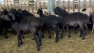 Отбили баранчиков на племя +79851244404
