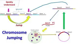 Chromosome Jumping