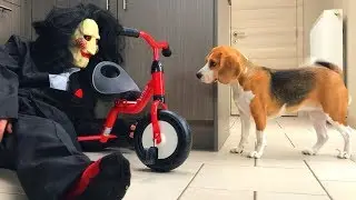 Funny Dog Surprised by JIGSAW Clown Costume!