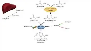 Ketone Body Synthesis | Ketogenesis | Formation Pathway and Regulation